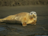 A Molting Bearded Seal Lolls on the Beach Photographic Print