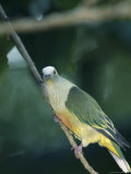 A White-Capped Fruit Dove Perched on a Slender Tree Branch Photographic Print