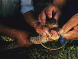At the Queen Saovabha Memorial Institutes Snake Farm in Bangkok, Antivenom is Made Photographic Print