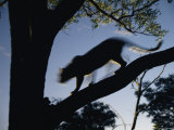 Silhouette of a Leopard in Walking along a Tree Branch Photographic Print