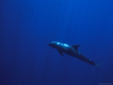 A Melon-Headed Whale Swimming Underwater Photographic Print