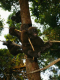 Raining Down Laughter, Orphans Take a Ride on a Vine at Tchimpounga, Reassured by Nearby Humans Photographic Print