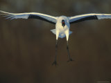A Japanese or Red-Crowned Crane Coming in for a Landing Photographic Print