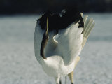 A Japanese or Red Crowned Crane Spreads its Wings in a Dance Display Photographic Print