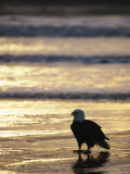 An American Bald Eagle Stands on the Shoreline Photographic Print