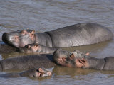 A Group of Hippos Cool off in Water Photographic Print by Medford Taylor