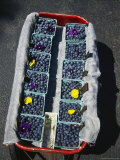 Baskets of Blueberries with Pansy Flowers Fill a Wagon Photographic Print