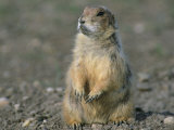 Close view of a prairie dog. Lámina fotográfica
