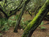 A Forest of Ancient, Moss-Covered Live Oak Trees Photographic Print
