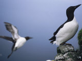A Thick-Billed Murre Perches on a Cliff While Another Takes Flight Photographic Print