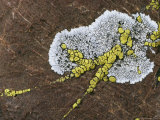 Close View of Lichens Growing on a Rock Photographie