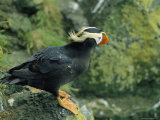 A Tufted Puffin in its Summer Breeding Plumage Photographic Print
