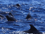 A Pod of Melon-Headed Whales at the Waters Surface Photographic Print