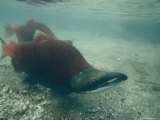 A Pair of Salmon Migrating to Spawning Grounds Photographic Print