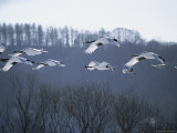 A Flock of Japanese or Red-Crowned Cranes in Flight Photographic Print