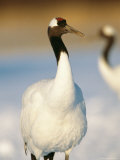 A Japanese or Red Crowned Crane at Akan Crane Sanctuary Photographic Print