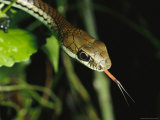 An Arboreal Snake Sensing with its Tongue Photographic Print
