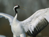 A Japanese or Red-Crowned Crane Stretching its Wings Photographic Print
