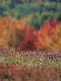 A Blueberry Patch Alongside Maines Route One Photographie