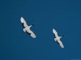 A Pair of Japanese or Red Crowned Cranes in Flight Photographic Print