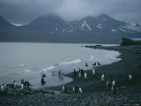 King Penguins and Seals Play in the Surf at Fortuna Bay Photographic Print