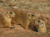 Close View of Three Prairie Dogs at the Entrance to Their Den Photographic Print by Annie Griffiths
