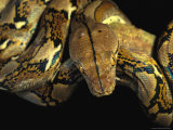 A reticulated python wound around a tree branch. Lámina fotográfica