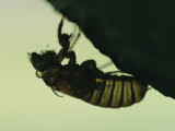 Silhouette of a Brood X, 17-Year Cicada Nymph Photographic Print