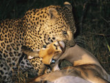 A Leopard Grips a Glassy-Eyed Impala by the Throat Photographic Print