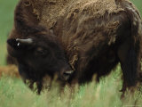 American Bison Shedding its Heavy Winter Coat Photographic Print