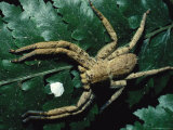 A Large Spider Sitting on a Fern Frond Photographic Print