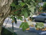 An Adult Brood X, 17-Year Cicada Surrounded by Nymphal Exoskeletons Photographic Print