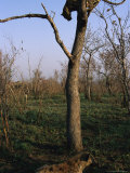 During a Dispute over Food, a Leopard is Treed by Two Spotted Hyenas, One of Which is Visible Photographic Print by Kim Wolhuter