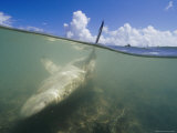 Gray Reef Shark Near Kanton Lies Snared in Local Fishermans Net Photographic Print