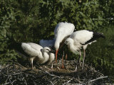 White Storks (Ciconia Ciconia) Photographic Print