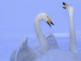 A Pair of Whooper Swans in Morning Light Photographic Print