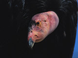 A Close View of the Head of an Endangered California Condor Photographic Print by Joel Sartore