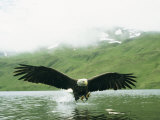 An American Bald Eagle Lunges Toward its Prey Below the Water Photographie par Klaus Nigge