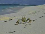 A Bold Ghost Crab Stands its Ground on a Sandy Beach Photographic Print