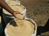 Grains of Teff Run Through the Fingers of an Ethiopian Photographic Print