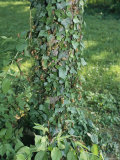 Nymphal Exoskeletons of Brood X Cicadas on an Ivy-Covered Tree Trunk Photographic Print
