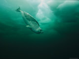 A Harp Seal Swimming Gracefully under Ice Photographic Print