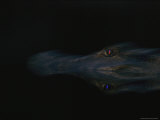 a ten-foot-long black caiman (Melanosuchus niger) cuts through the inky waters of the Beni River. Lámina fotográfica a ten-foot-long black caiman (Melanosuchus niger) cuts through the inky waters of the Beni River. Lámina fotográfica