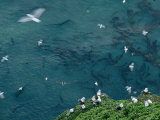Red-Legged Kittiwakes Soar Alongside a Crowded Coastal Rookery Photographic Print