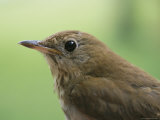 A Close View of the Head and Shoulders of a Wren Photographic Print by Bill Curtsinger