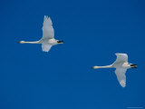 A Pair of Whooper Swans in Flight Photographic Print
