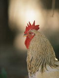 Close View of a Rooster Photographic Print by Joel Sartore