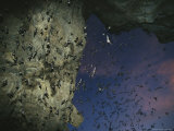 Thousands of Wrinkled-Lipped Bats Exiting a Cave at Dusk Photographic Print by Tim Laman