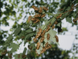 A Cluster of Brood X, 17-Year Cicada Nymphal Exoskeletons on a Branch Photographic Print