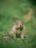 A portrait of a squirrel in Yoho National Park Stampa fotografica